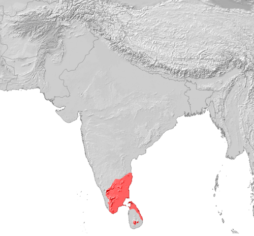 Tamil tili